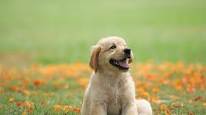 Dog daycare prices Westmont