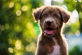 Quick dog boarding services Westmont